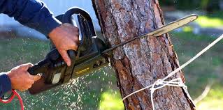 Best Hazardous Tree Removal  in Becker, MN