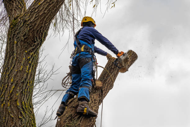 Professional Tree Services in Becker, MN