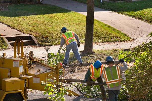 Best Palm Tree Trimming  in Becker, MN