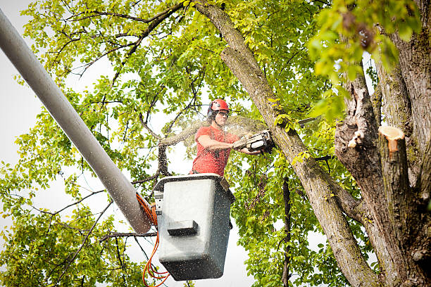 Best Stump Grinding and Removal  in Becker, MN